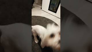 Mua mua - miya ❤️ Tik tok