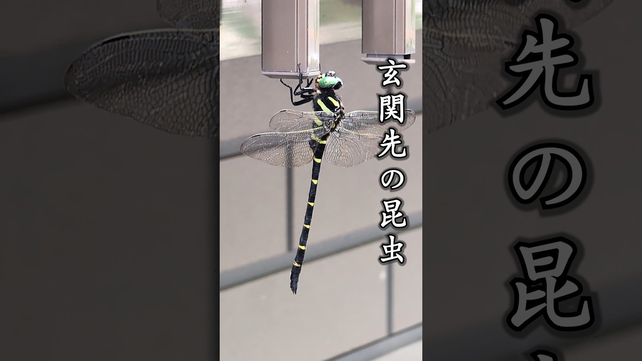 ボタンと近寄る昆虫 YouTube