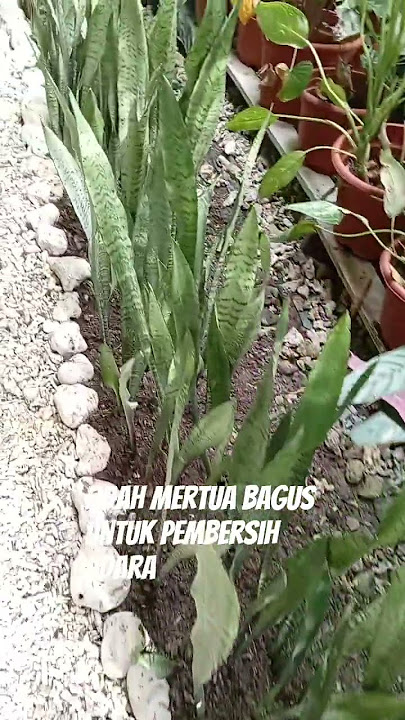 Menyejukkan jiwa Yang lembut #berkebun #garden #tanamahias #tanamahias #gardenplants #honiara