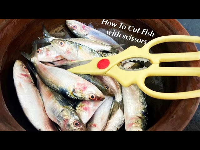 HOW TO CUT FISH WITH SCISSORS /SARDINE FISH CLEANING /HOW TO CLEAN FISH /  HOW TO CUT FISH 