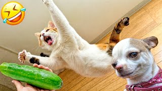 Try Not To Laugh Cats And Dogs Videos   Best Funniest Animals Video 2024 #4