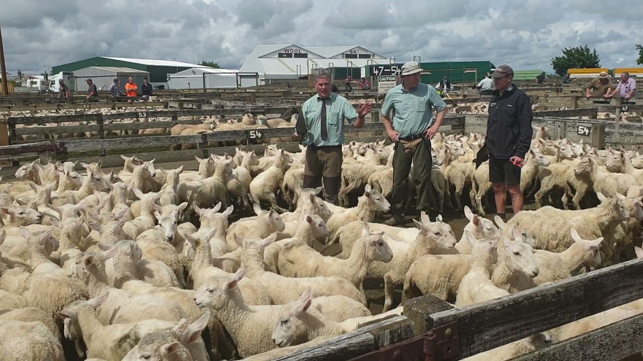 googlemo.com Fielding cattle and sheep auctioneers New Zealand in action..