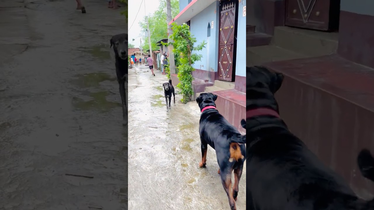 Rottweiler vs Angry Desi Dog 😡🔥 #Rottweiler #DesiDog #DogFight #DangerousDog #AggressiveDog