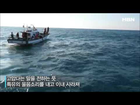 탈진한 채 발견된 돌고래가 눈물을 흘린 사연은?!
