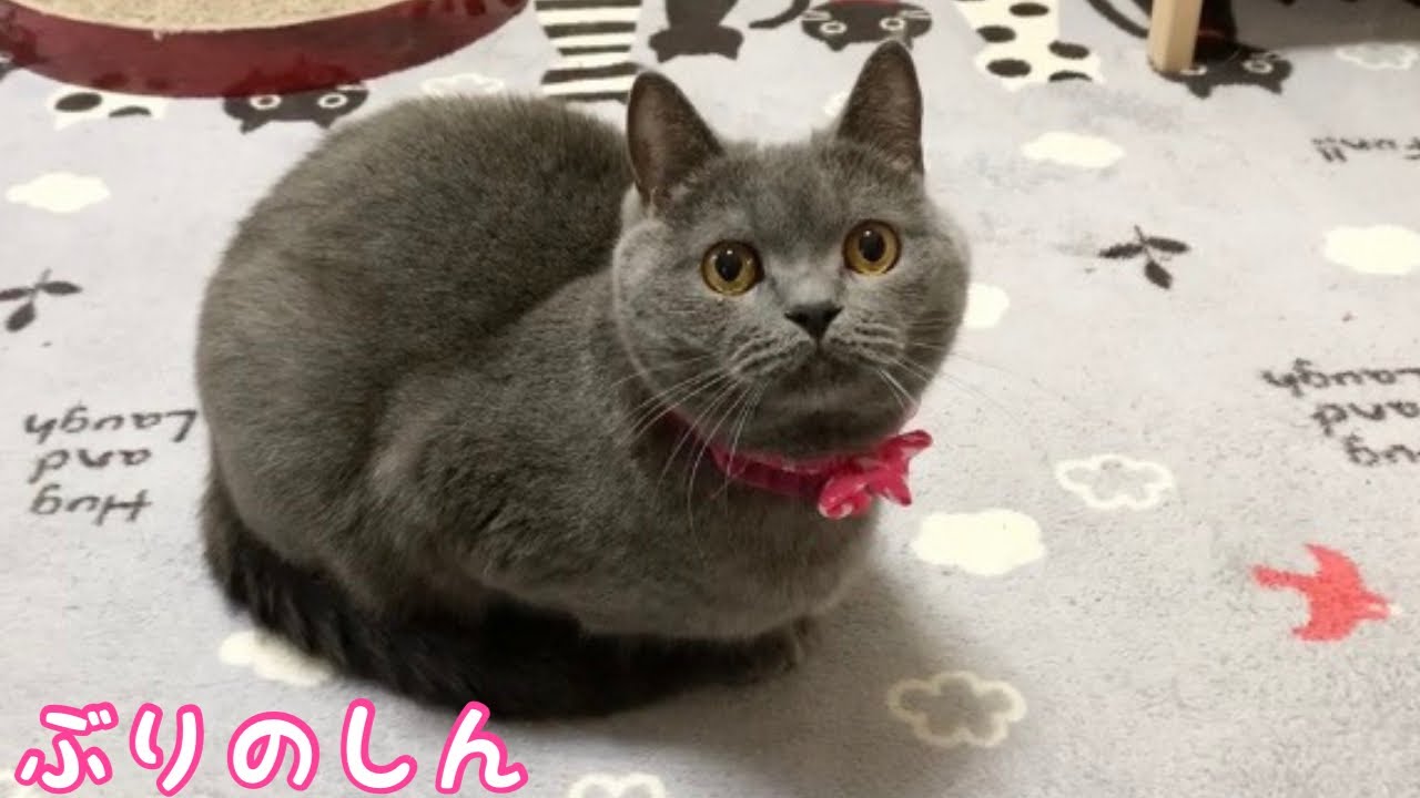 遊んでくれないとすねちゃう猫が可愛い 笑 ブリティッシュショートヘア The Cat That Sneaks If You Don T Play Is Cute Lol Youtube