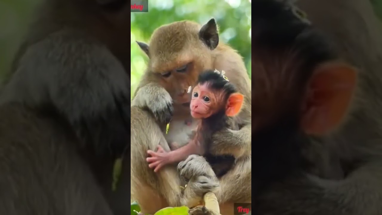 cute little baby monkey with mama 