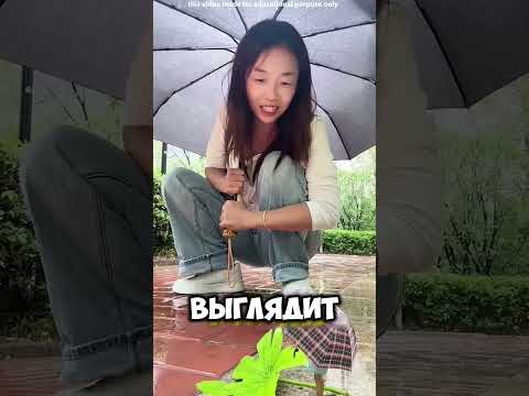 Шрейя впервые вышла под дождь… и началось настоящее чудо 😍🌧️ #short