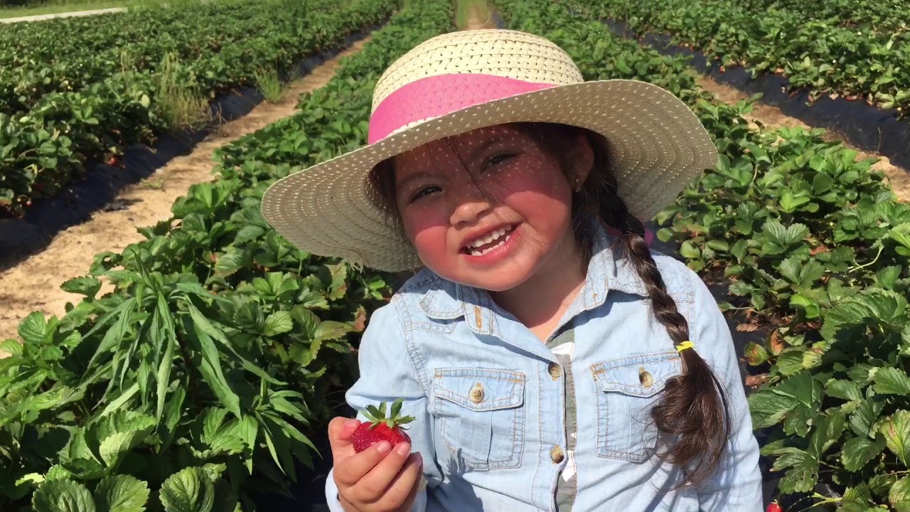 Cosecha De Fresas🍓En Los Estados Unidos🇺🇸 YouTube
