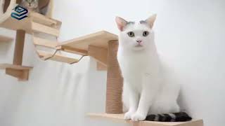 Profile Video