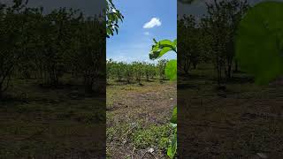 2 manzana farm for sale Leon nicaragua