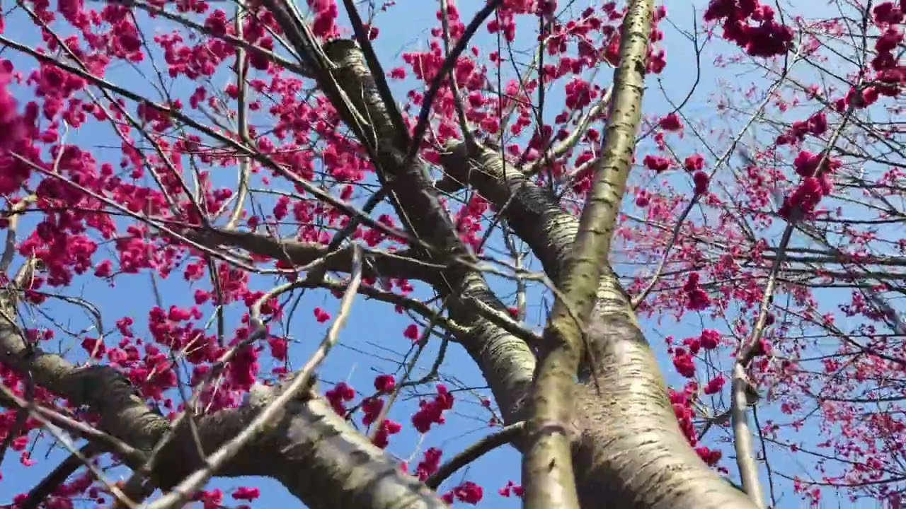 20260221-陽明山風尾步道、東昇步道、頂湖櫻花  #陽明山頂湖 #頂湖 #紗帽山 #發現陽明山  #風尾步道 #東昇步道 #櫻花 #櫻花季節 #櫻花季  #不能只有我看見台灣的美