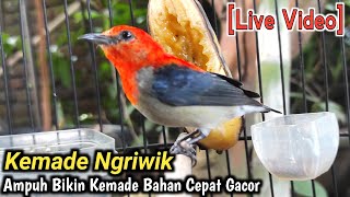 KEMADE NGRIWIK AMPUH MEMBUAT KEMADE BAHAN CEPAT GACOR