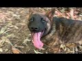 甲斐犬と毎日山を散歩ていうか登山　Japanese kai dog walk the mountain