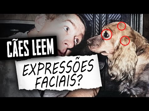 Vídeo: Estudo mostra que as expressões faciais dos cães mudam ao olhar para você