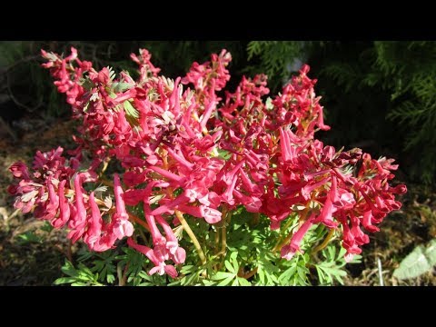 Video: Corydalis