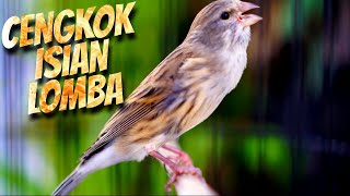 MATERI CENGKOK LOMBA KESUKAAN JURI ! MASTERAN KENARI ISIAN BLACKTHROAT GACOR PALING DICARI