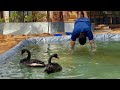 Swimming with swan.. നമ്മുടെ മുത്തുമണികൾക്ക്‌ പേരിട്ടു കന്നാസും കടലാസും 🙈😃