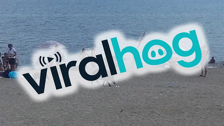 Boars on the Beach || ViralHog