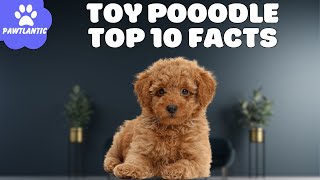 Toy Poodle  Top 10 Facts | Dog Facts