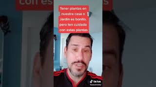 Plantas toxicas para los perros