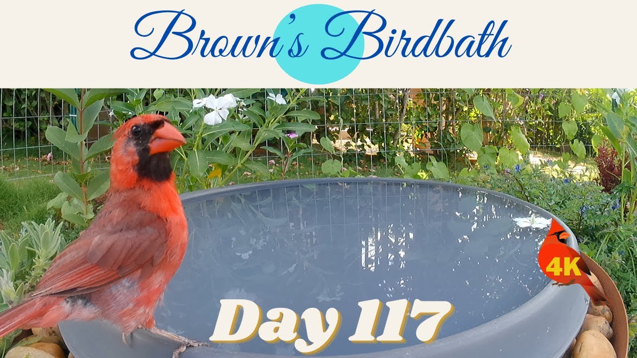 Brown's Birdbath Day 117 #wildbirdsinhawaii #ハワイの野鳥 #whiteeye #メジロ #shama #アカハラシキチョウ #housefinch