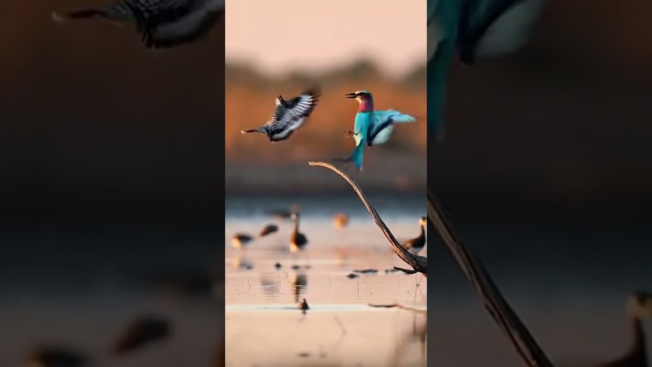 Pied Kingfisher vs Lilac-breasted Roller on the a seasonal pan dotted with wading birds