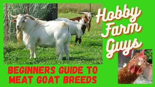 Beginners Guide to Meat Goat Breeds
