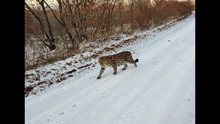Дальневосточный Леопард/Panthera pardus orientalis/Приморский край, Хасанский р-н, бухта Экспедиция