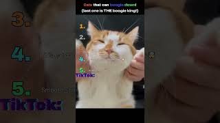 Cats that can boogie down! #catvideos #boogie #shorts