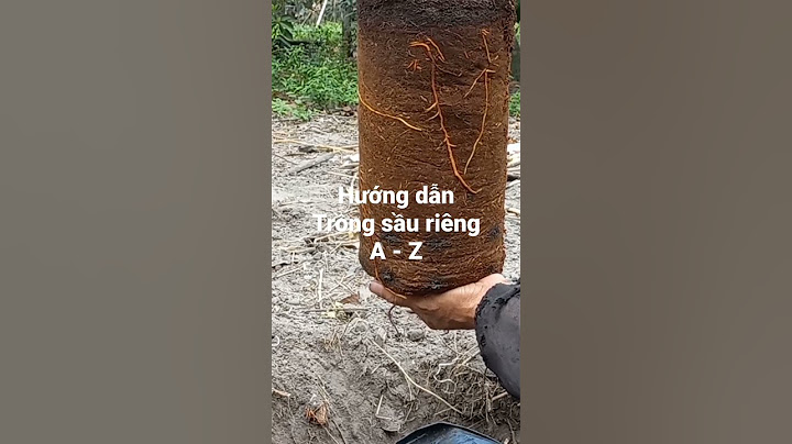 Hướng dẫn kỹ thuạt trồng cây sầu riêng