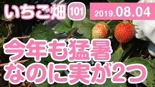 いちご畑【101】今年も猛暑　なのに実が2つ