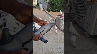 Ye chirag andhiyo pe bhari hai 😲🕊️#pigeon #bird #pigeonlaver #shorts