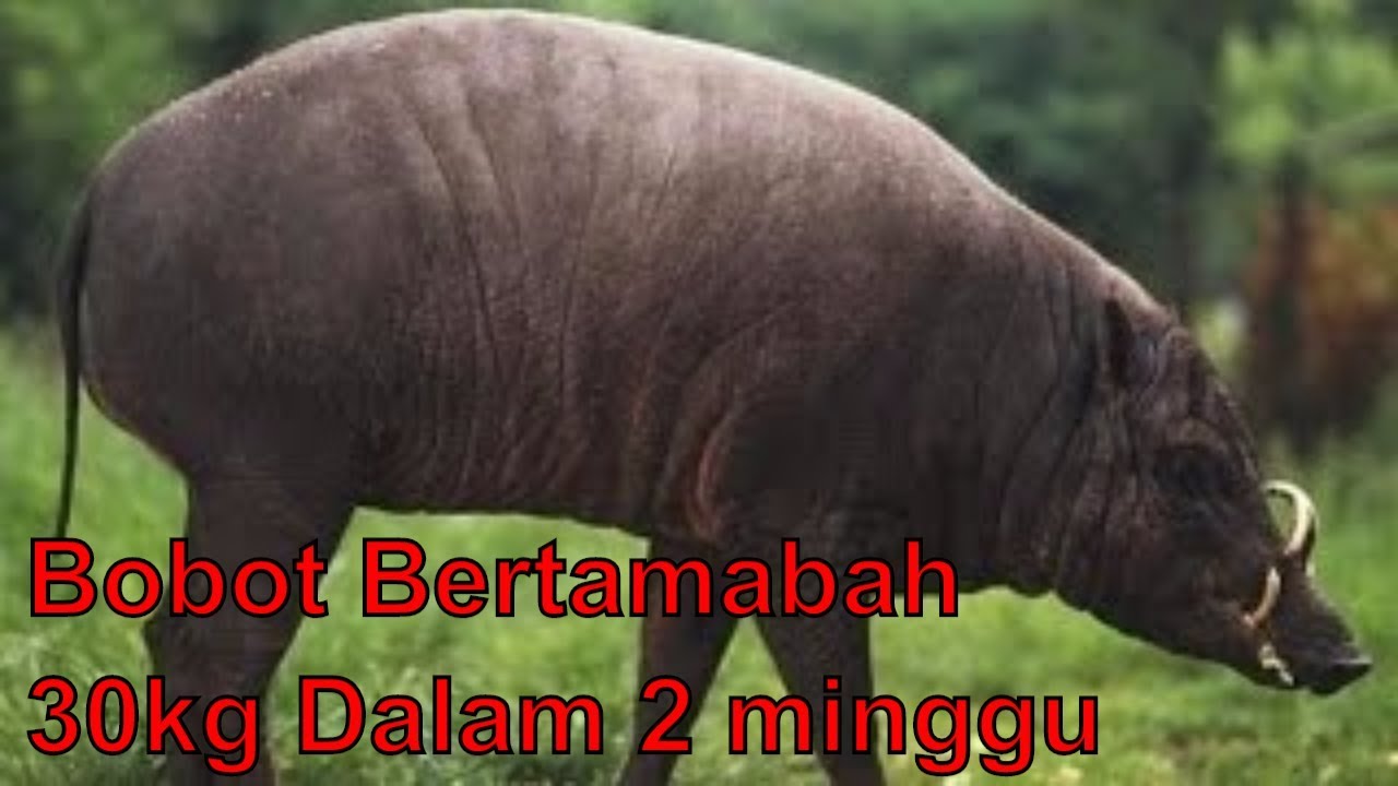Cara Ternak Babi Cepat Besar Bobot Tambah 30 kg dalam 2 Minggu 