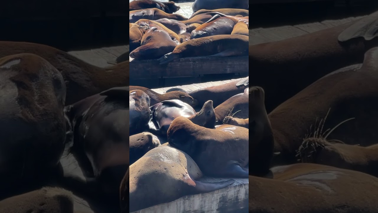 Пирс 39, Сан Франциско, Калифорния 