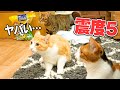 大きな地震が発生して腰を抜かしてしまう猫たち