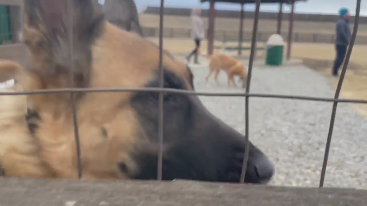 Firestone closing 2 dog parks, neighbors upset YouTube