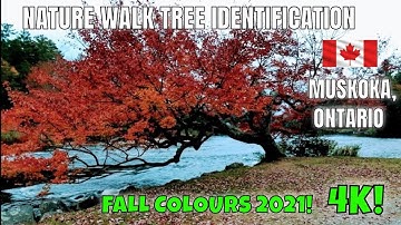 NATURE WALK TREE IDENTIFICATION EP. 2 - MUSKOKA, ONTARIO - w/ FALL COLOURS #FIREWOODIDENTIFICATION
