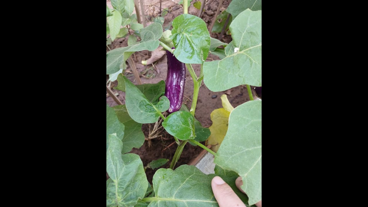 Best Eggplants growing result 