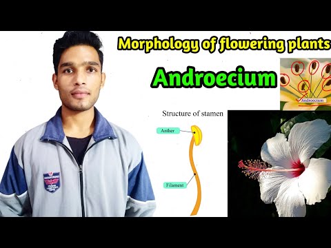 Video: Wat is kenmerkend voor androecium of pisum sativum?