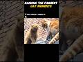 RANKING the FUNNIEST Cat Moments 😂🐱#trending #funny #catmemes #viral #youtubeshorts