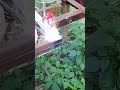 Российские электроды