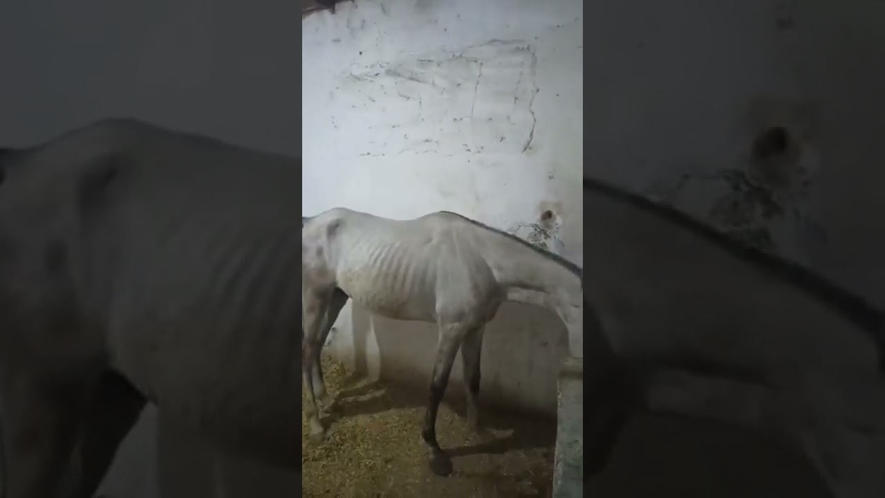 #كيف أعالج الحصان #مرض تيتانوس الخيول #equine titanus