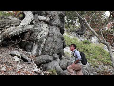 Video: Cila është Pema Më E Vjetër Në Planetin Tonë