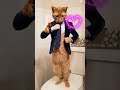 Cat Show #love #funnyclips 😂😂😂😂❤️❤️❤️❤️