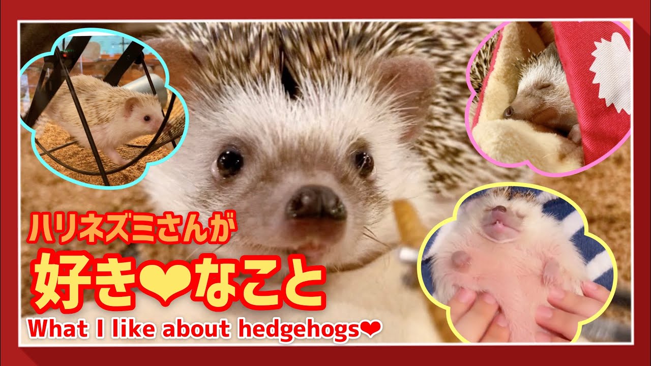 ハリネズミさん maxresdefault.jpg