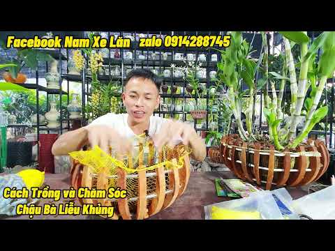 Video: Cách Trồng Liễu Vỏ San Hô: Chăm sóc Cây Liễu Vỏ San Hô