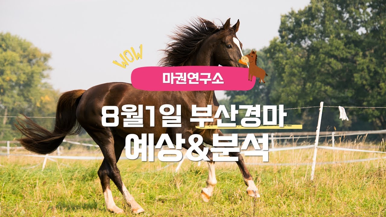 [마권연구소] 8월1일 부산경마 예상&분석(금요일 경마)
