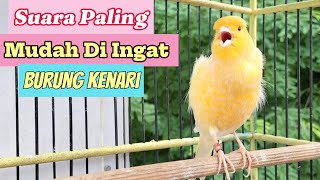 PANCINGAN Kenari GACOR Ngerol Panjang Cuit CUIT EMOSI unk MASTERAN Kenari PAUD belajar BUNYI  #116