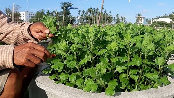 Cận cảnh đi cơi 2 cúc pha lê chậu 7 chậu 6