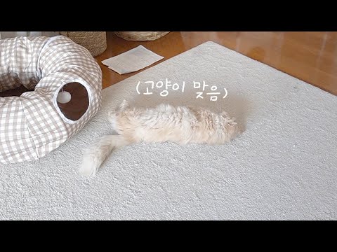 역시 K-고양이라면 바닥에서 자야지